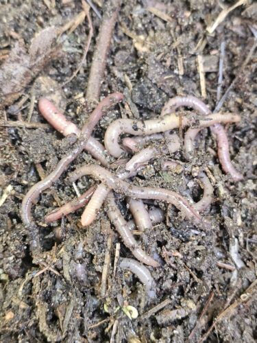 Nightcrawler Starter Colony Worms Bait Garden Organic Compost Worms Gardening  - 第 1/1 張圖片