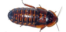 25 Large Dubia Roaches