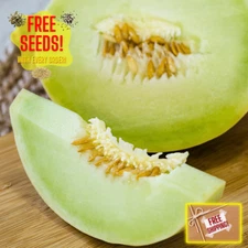 Fresh Honeydew Melon Seeds | Green Flesh | Heirloom Non-GMO | Fruit Seeds