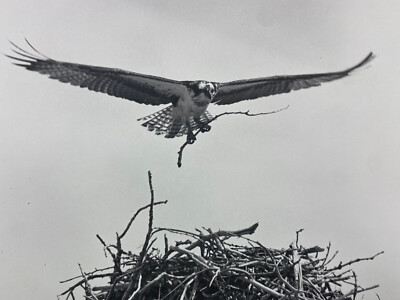 Osprey Eagle Nest Nature Wildlife 16'' x 20'' Art Print Black and White