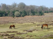 Photo 6x4 Ponies, Howen Bottom Fritham Only a king could have devised a p c2011