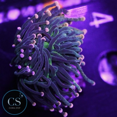 CS Golden Pink Tip Miami Hurricane Torch - WYSIWYG Live Coral