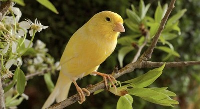 Yellow Bird on Branch - Color Nature Photograph, Landscape, Birds Animals