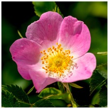 5 Dog Rose Hedging Plants 30-50cm Rosa Canina, Make Healthy