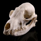 1PC Simulation Animal Skull Red Fox Skull Taxidermy  Collection Decoration