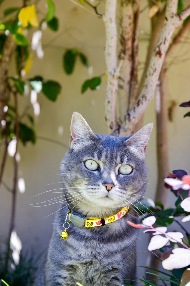 Collar de gato Rogz Reflectocat Breakaway pequeño se adapta a la mayoría de los gatos adultos Foto 3 de 4