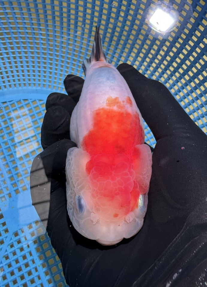 Good Quality Ranchu Goldfish (5 Inches) | eBay