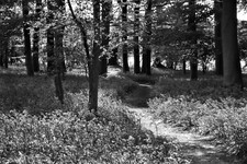 Unframed Photo Canvas Print Poster Picture Bluebell Path Floral Landscape Woods