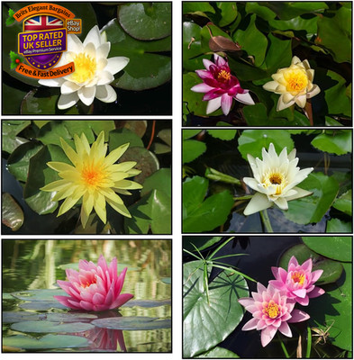 3er Seerosen Pack - rosa, gelb, weiß - lebende Wasserpflanze Wasserteich