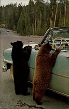 Black Bear Cubs Yellowstone National Park vintage postcard q317