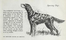 Gordon Setter - CUSTOM MATTED