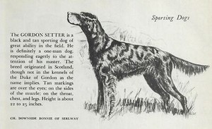 Gordon Setter - CUSTOM MATTED - 1945 Vintage Dog Art Print - G. Cook