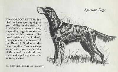 Gordon Setter - CUSTOM MATTED - 1945 Vintage Dog Art Print - G. Cook