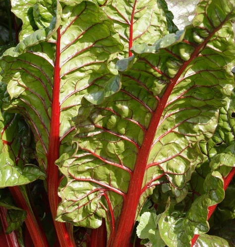 Rhabarber Roter Mangold Rhubarb Chard Swiss Chard - 50+ Samen - Seeds L 053