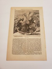 Sea Anemones & Neptune's Glove Ocean Life c. 1873 Engraving 