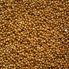 Kodo Seeds (Bajra) – Premium Millet Grain – Natural & Healthy Superfood