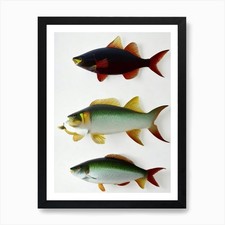 Colossal Squid Vintage Poster Art P Framed Wall Art Poster Canvas Print Picture