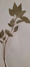 3 pressed leaves from 1970's