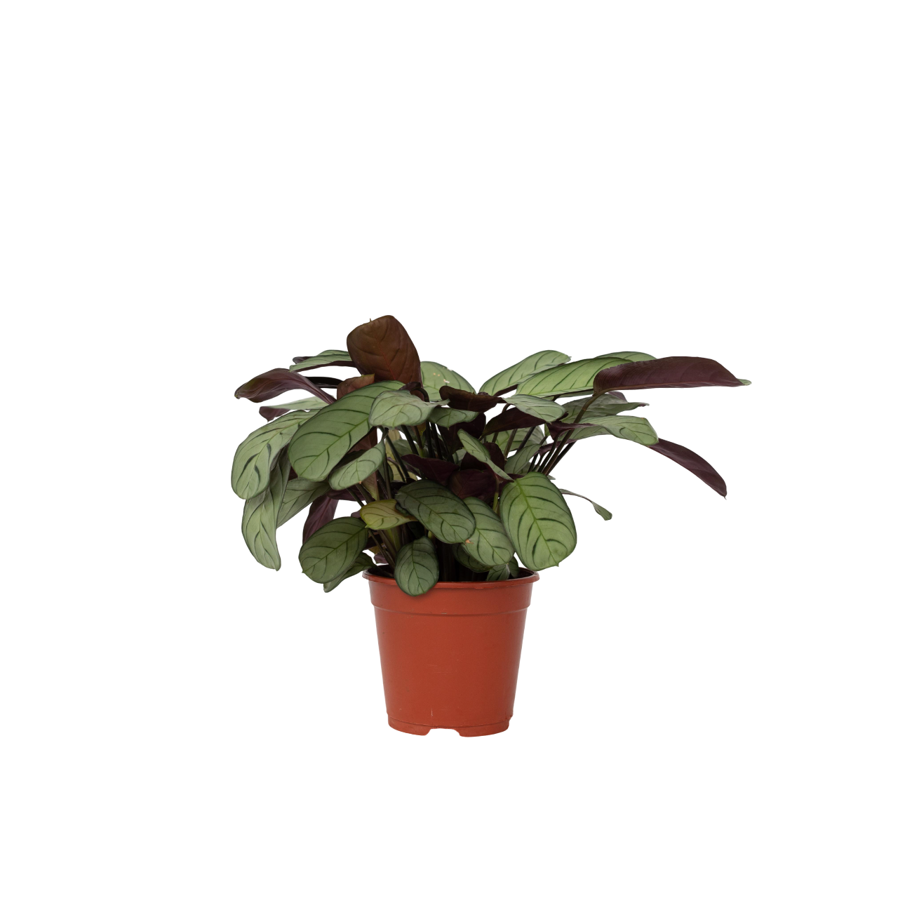 Pianta di preghiera - Ctenanthe burle-marxii 'Amagris' - Altezza 25-35cm - ⌀14cm