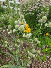 1 gram+ Eryngium yuccifolium Seeds/Rattlesnake Master/Native Eastern/Midwest US
