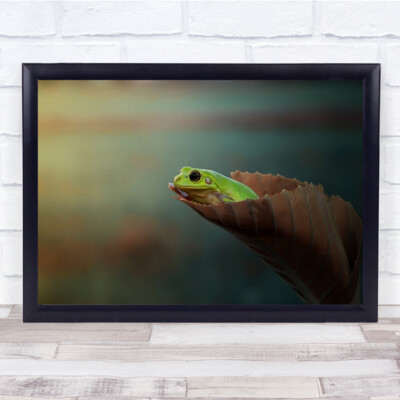 Frosch Makro Blatt Versteck Bokeh Versteck Abdeckung Tier Tiere Suche Wandkunstdruck