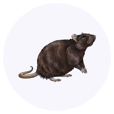 24 x 'Brown Rat' Stickers - for Crafts, Scrapbooking and Labelling (SK00049953)