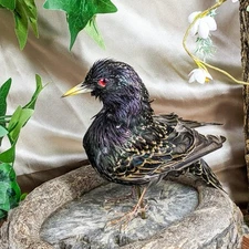 Starling Bird Taxidermy Display specimen Oddity Curiosity Décor collectible gift