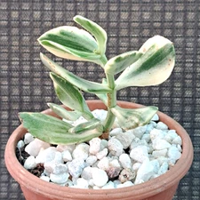 Crassula Ovata White Variegated Plant #3