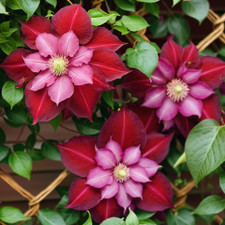 25 Clematis Seeds Flower Seed Perennial Flowers Vine US SELLER "Double Red"