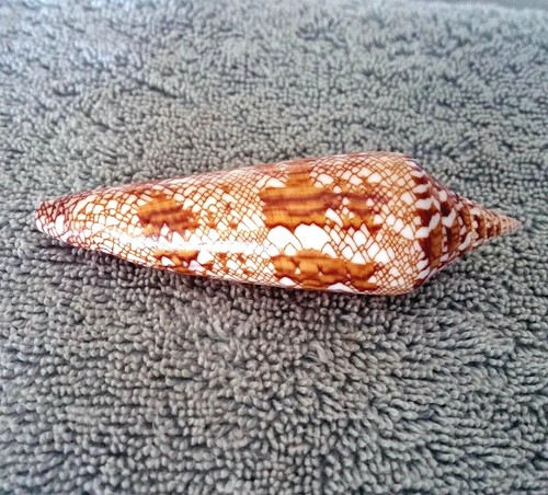 Conus bengalensis #21 93.5mm ULTRA! RARE GEM BEAUTY from Thailand - Picture 8 of 10