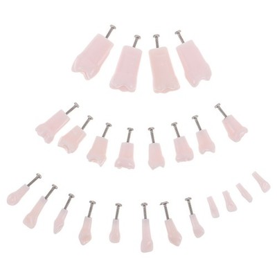 24 Pcs Dental Teaching Supplies Removable Typodont Teeth for Practice