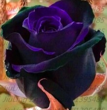 20 SEEDS for Black/Purple RARE blend Rose flower bush exotic plant USA Seller