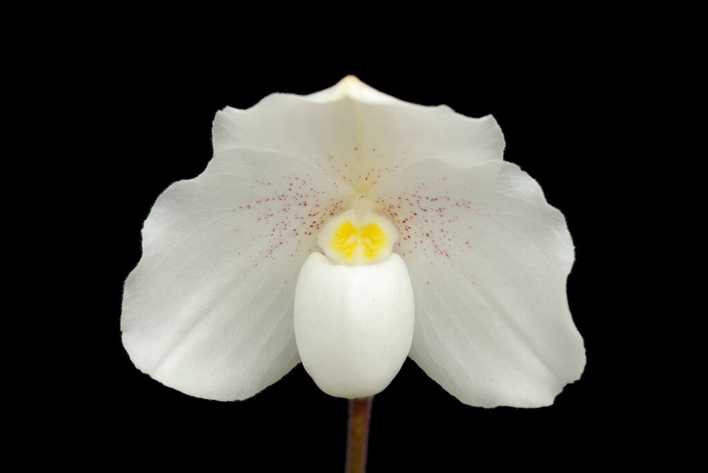 Orchid FLASK Paph niveum Paphiopedilum species RARE !!!!!!!!!!!!! eBay