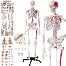 Skeleton Human Anatomical Model Medical Bones Life Size Anatomy Models Body