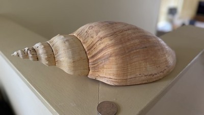 Beck s Volute 31cm 12  Sea Snail Shell Adelomelon beckii