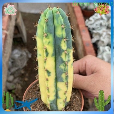 12CM Succulent Cactus Plant Cereus Pachanoi Variegated Cactaceae Beautiful Plant