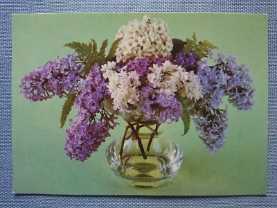 Old Postcard Lilac White Oleaceae Planet Publishing Berlin