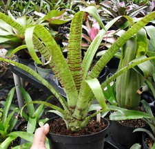 BUY 4 SAVE 20% BROMELIAD Aechmea RED BANDS Large Established Plant
