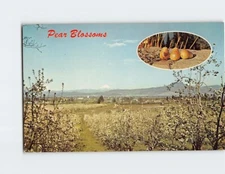 Postcard Springtime Pear Blossoms in the Medford Valley