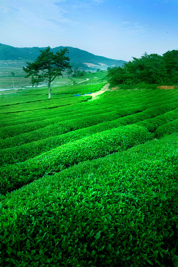 Field And Mount Fuji Nature Print Wall Art Home Decor - Poster 20x30