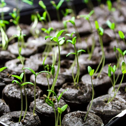 50PCS Peat Pellets for Seedlings - 30MM Seed Starter Pellets Peat Pods for Start - Picture 5 of 7