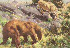 Prehistoric South Amer. Animal:  NOTHROTHERIUM Color By Z Burian 1963 VF 9x13"
