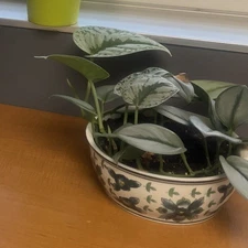 Silver Satin Pothos | Scindapsus Pictus Exotica | Live plant 3-4 leaves rooted