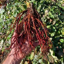 Czerwony korzeń Szałwia Salvia miltiorrhiza Szałwia chińska Danshen 5+ Nasiona F 192