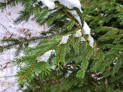 Fresh Cut Real Boughs 20 15" Red Pine Evergreen Tips Christmas Winter Wedding