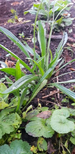 Spitzwegerich, Heilpflanze, 3 Pflanzen Natürlich gewachsen, Aus Meinem Garten - Bild 2 von 2