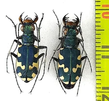 Carabidae, Cicindela (Cicindela) hybrida koshantschikovi BLUE pair A1, E. Russia