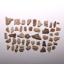 Lot - Crocodile Scute Dermal Plates Dinosaur Age Hell Creek Formation Cretaceous