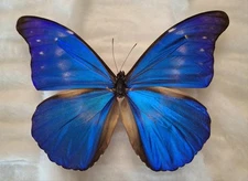 HYBRID MORPHO RHETENOR CACICA X MORPHO HELENA A1 FROM PERU  MOUNTED RIKER FRAMED