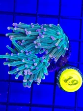 BEC Cotton Candy Torch (Double heads) Euphyllia WYSIWYG Live Coral Frag LPS Rare